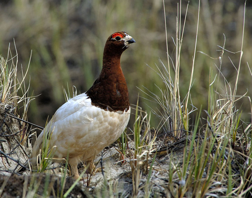 ����� ���������